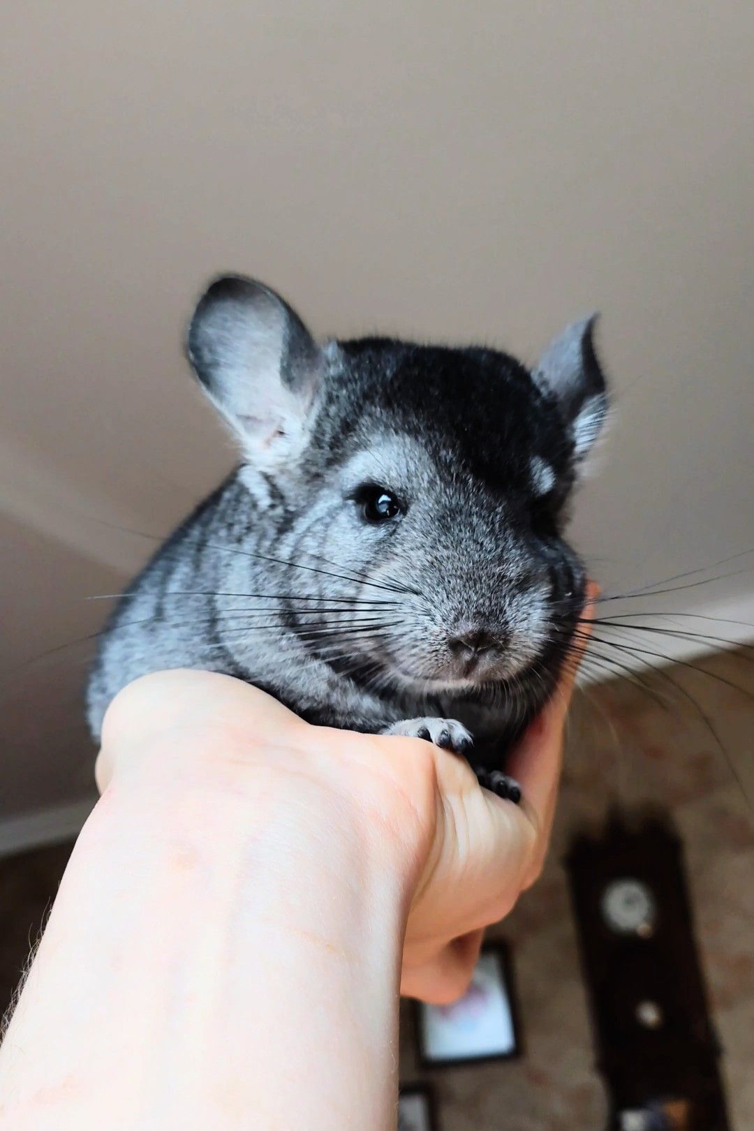 Лагідний хлопчик 🩵