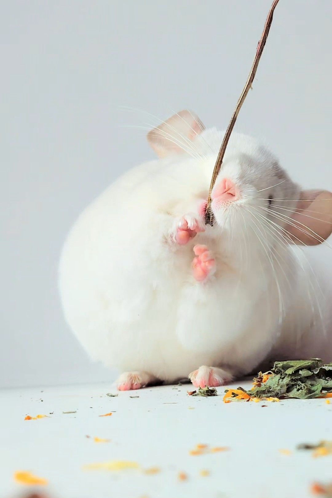 Білосніжний хлопчик 🩵