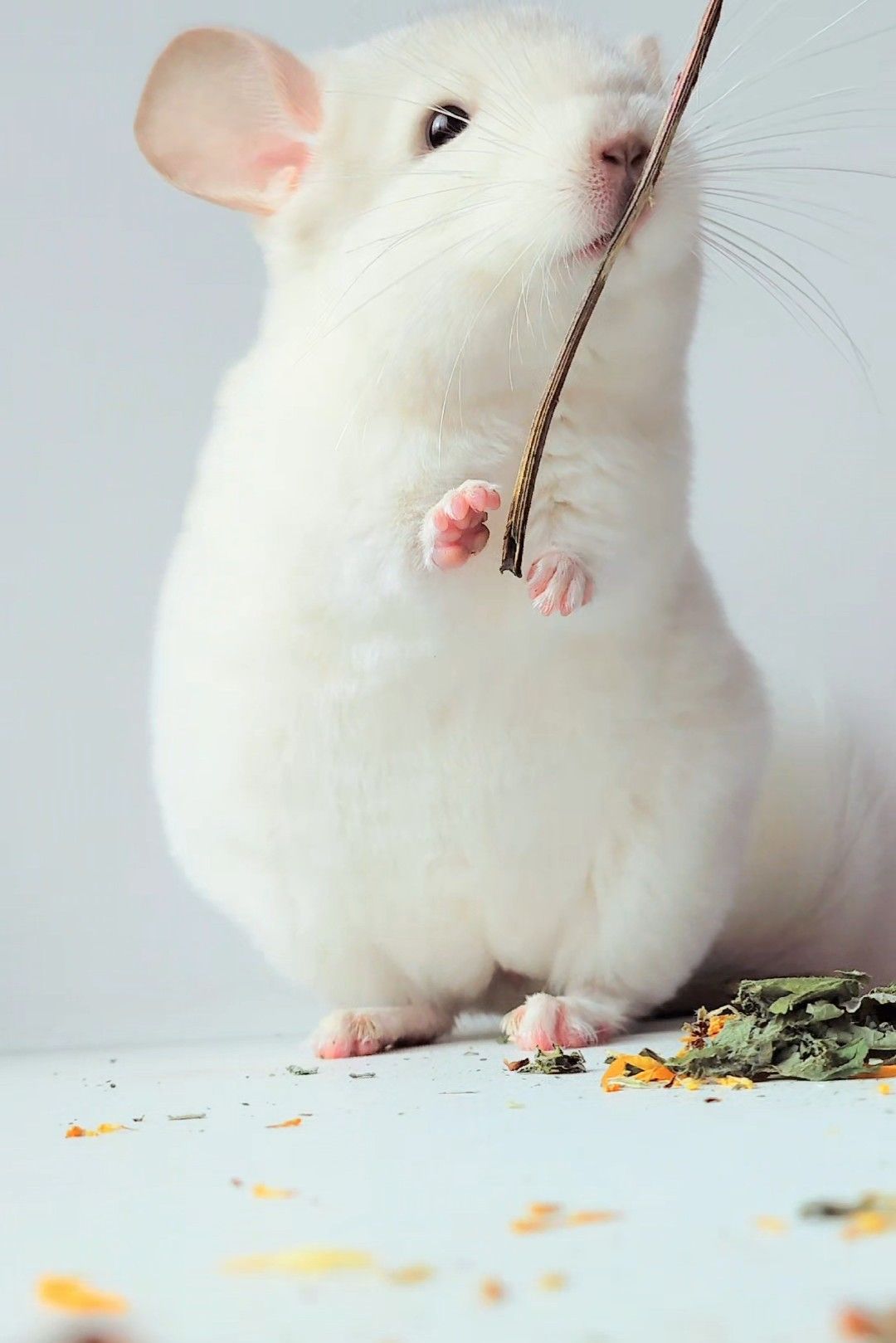 Білосніжний хлопчик 🩵