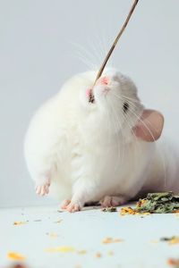 Білосніжний хлопчик 🩵