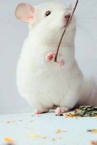 Білосніжний хлопчик 🩵