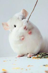 Білосніжний хлопчик 🩵