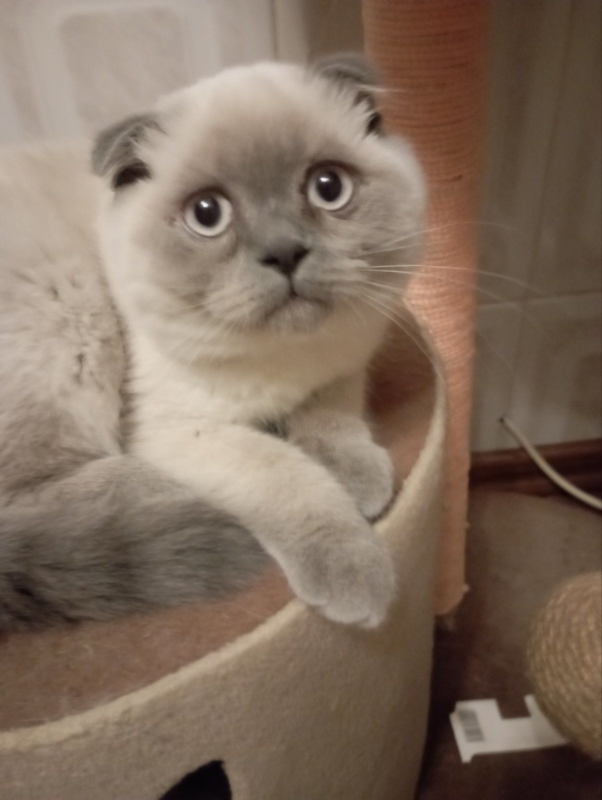 Шотландський Віслоухий хлопчик з Вакциною та паспортом