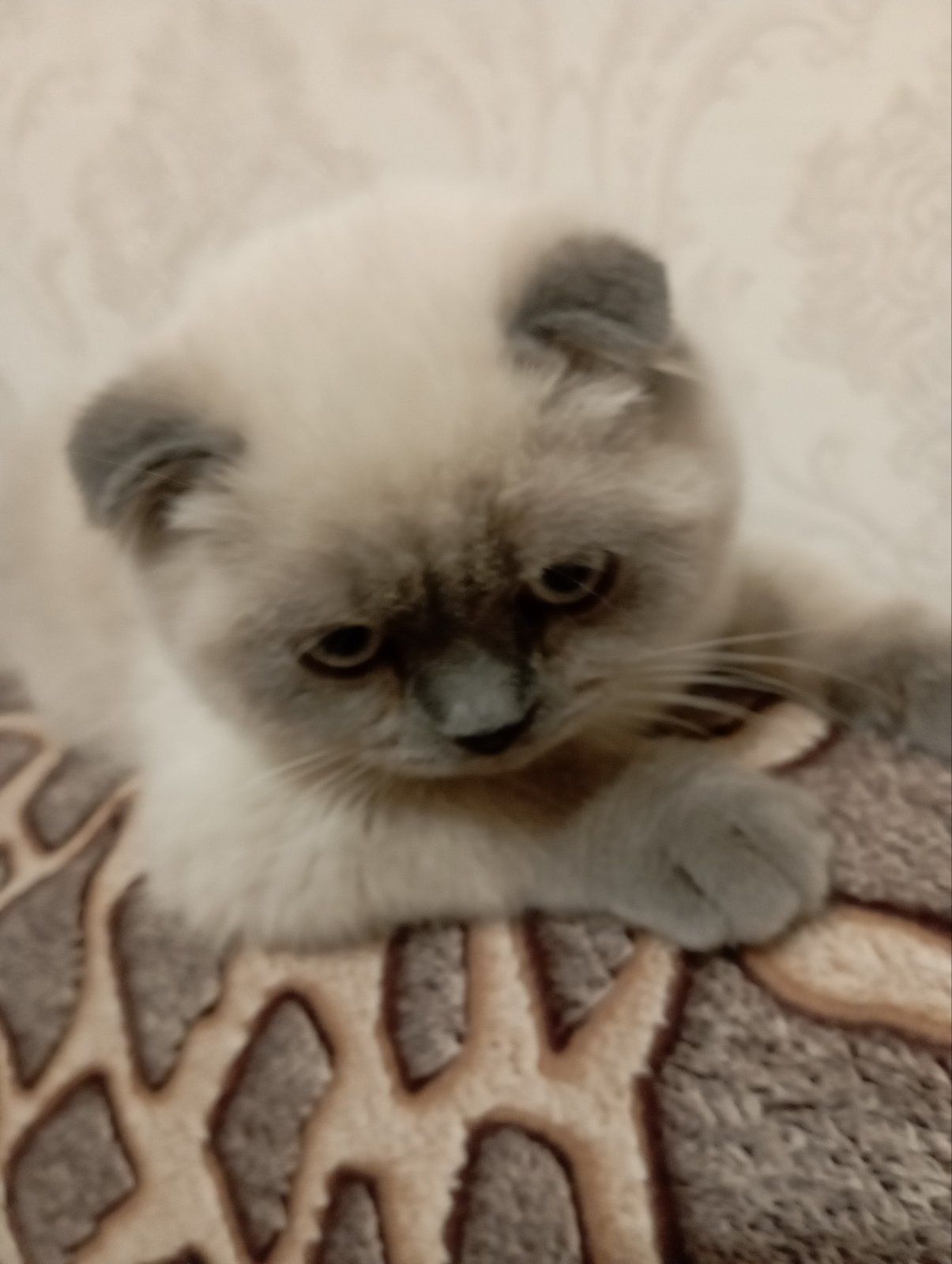 Шотландський Віслоухий хлопчик з Вакциною та паспортом