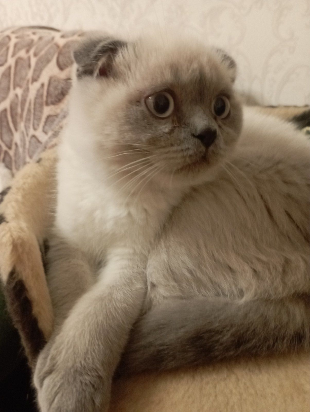 Шотландський Віслоухий хлопчик з Вакциною та паспортом