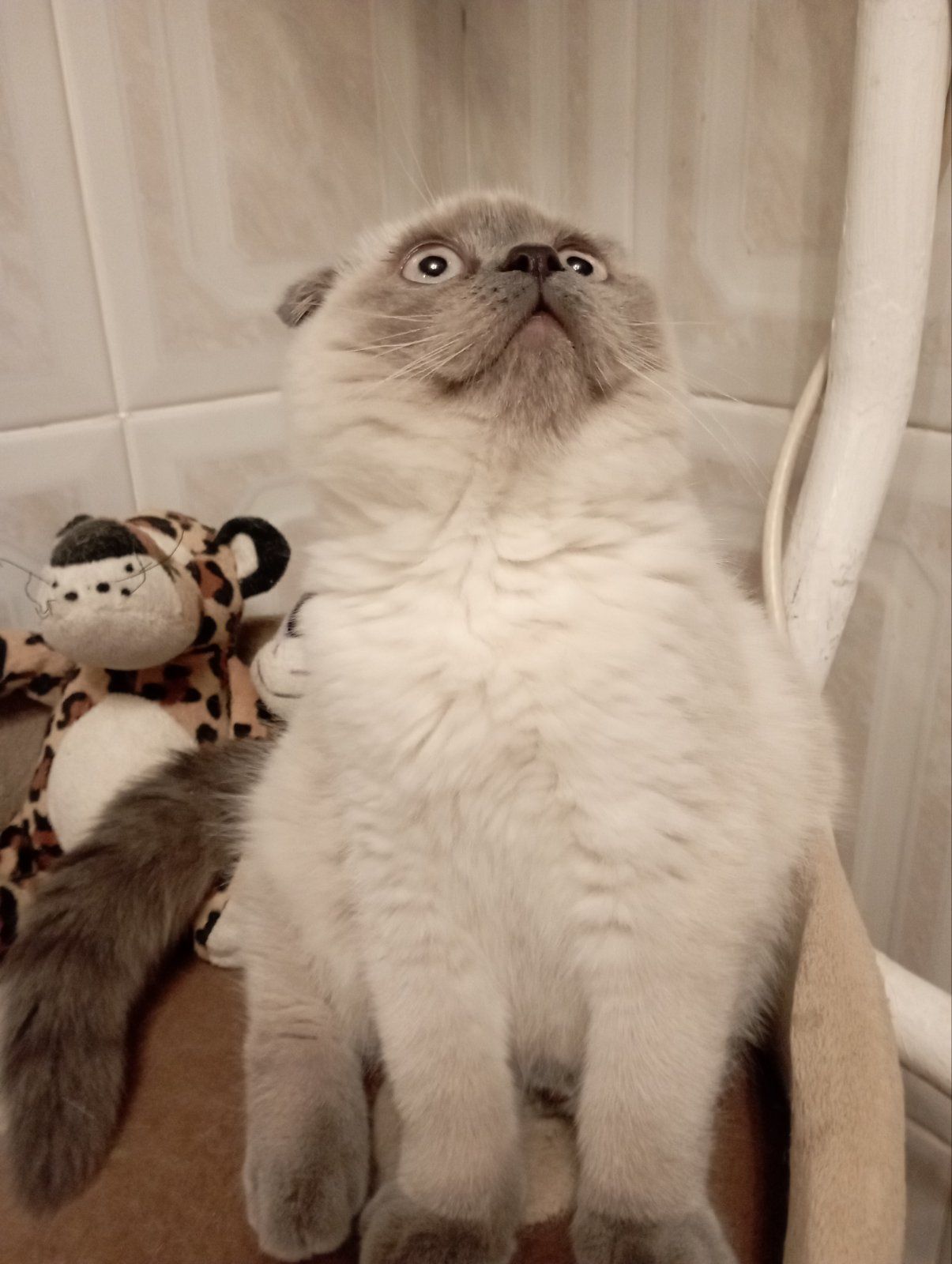 Шотландський Віслоухий хлопчик з Вакциною та паспортом