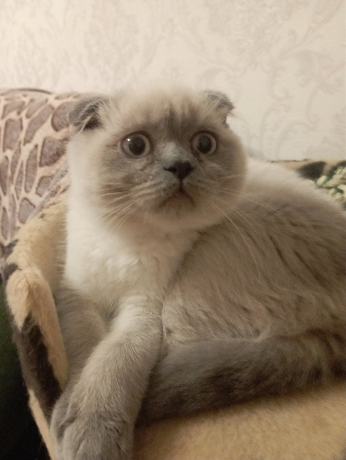 Шотландський Віслоухий хлопчик з Вакциною та паспортом