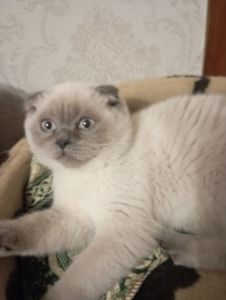 Шотландський Віслоухий хлопчик з Вакциною та паспортом