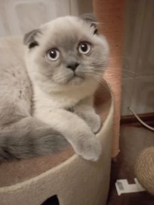 Шотландський Віслоухий хлопчик з Вакциною та паспортом