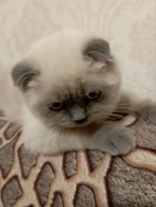 Шотландський Віслоухий хлопчик з Вакциною та паспортом