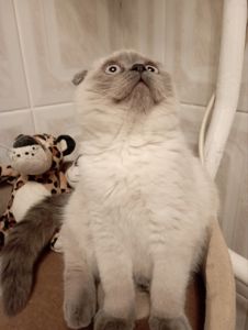 Шотландський Віслоухий хлопчик з Вакциною та паспортом