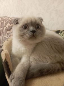 Шотландський Віслоухий хлопчик з Вакциною та паспортом