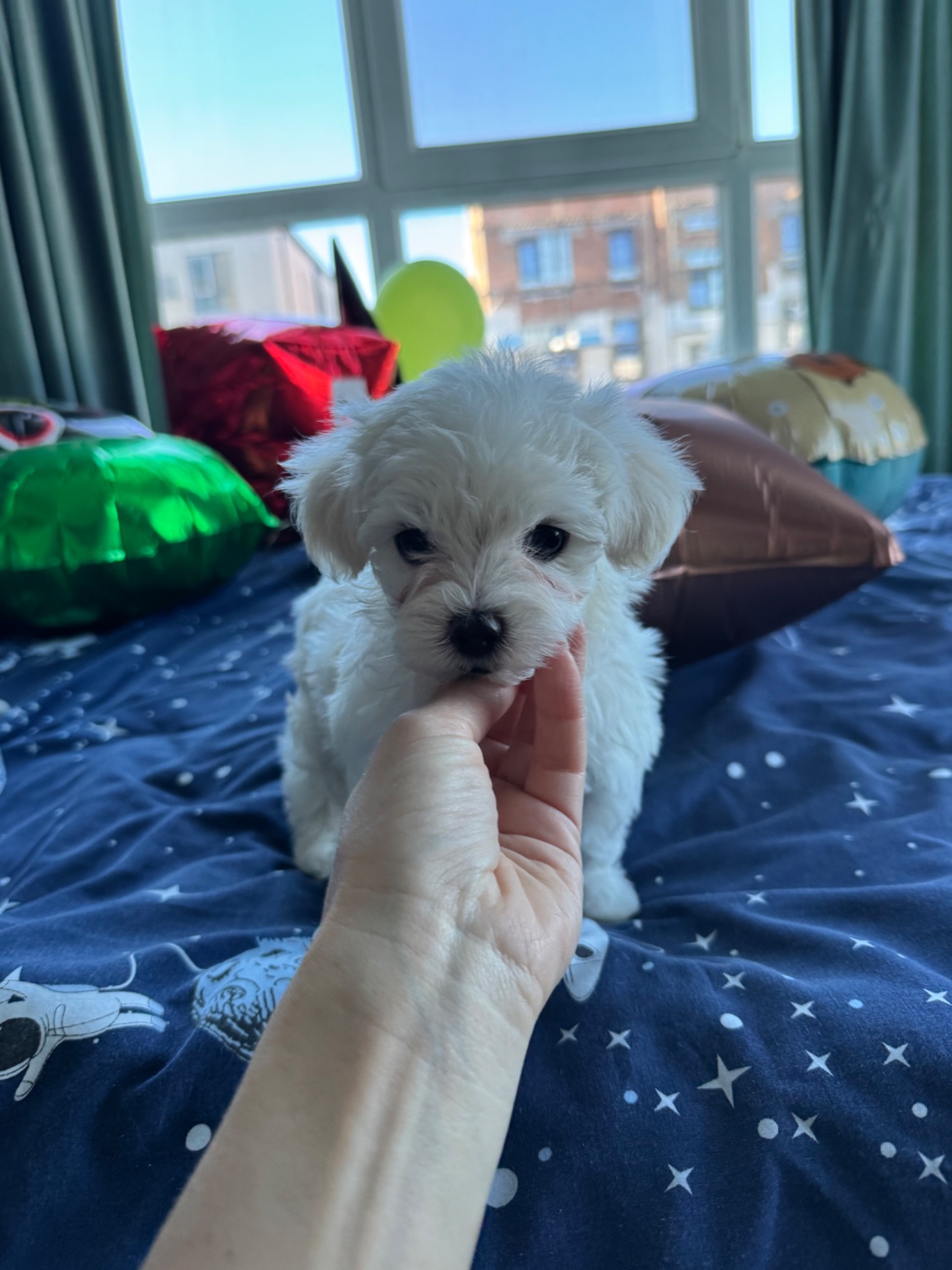 Біленькі мальтіпу