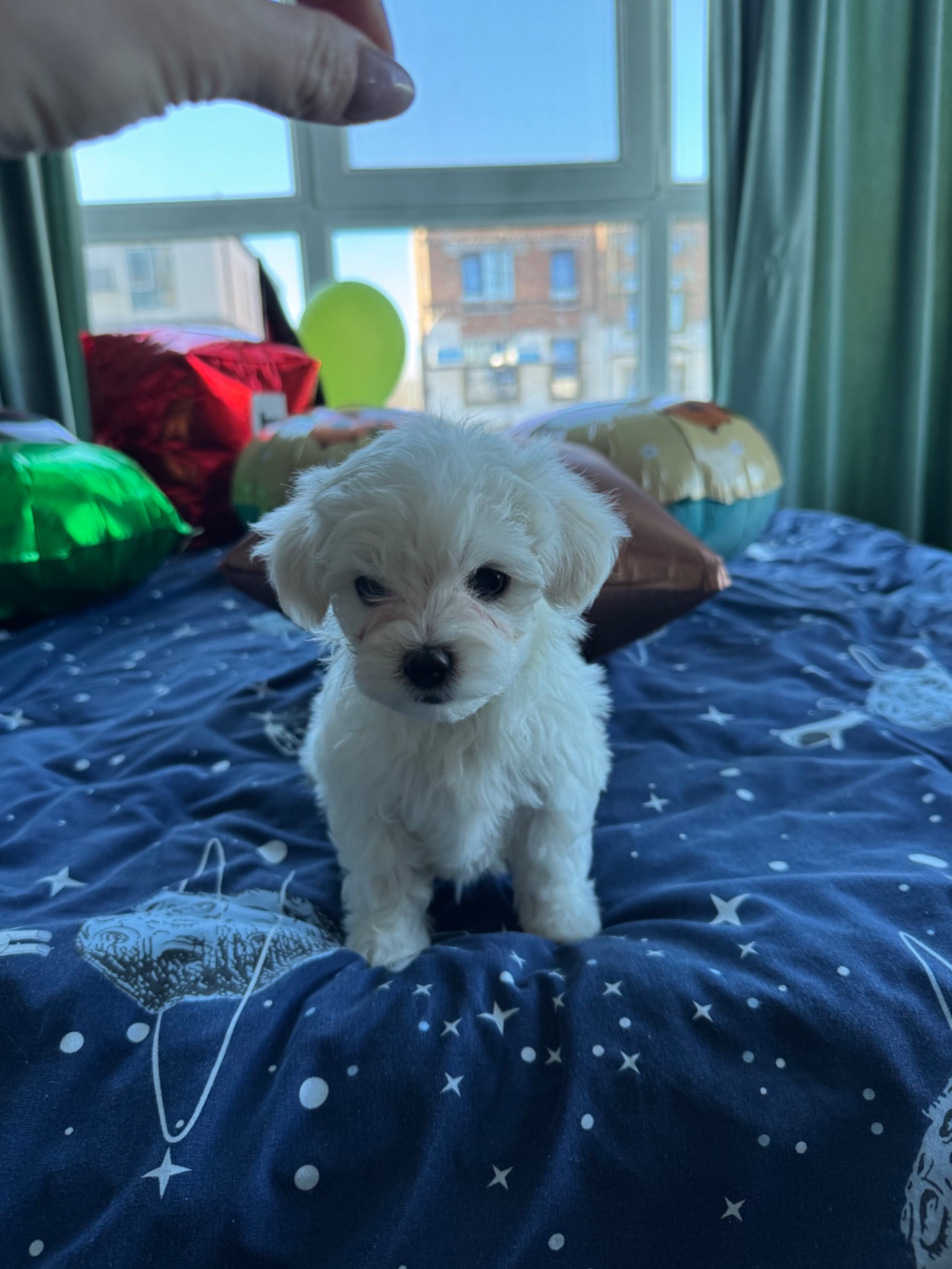 Біленькі мальтіпу