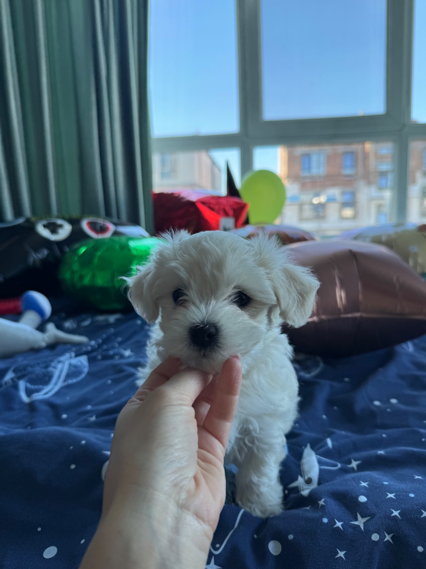 Біленькі мальтіпу