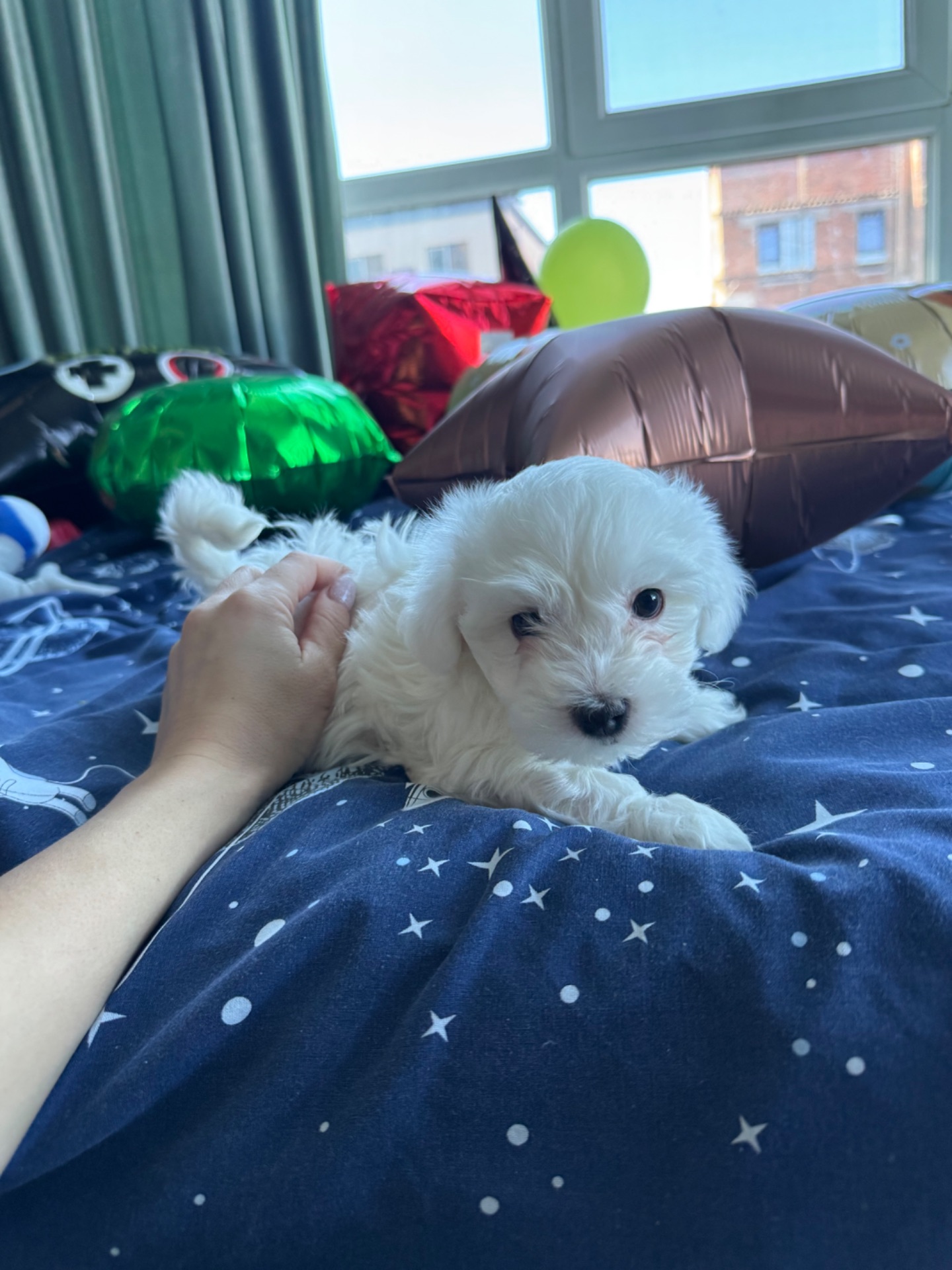 Біленькі мальтіпу