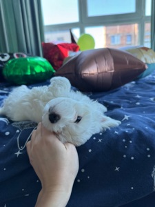 Біленькі мальтіпу