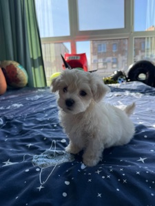 Біленькі мальтіпу