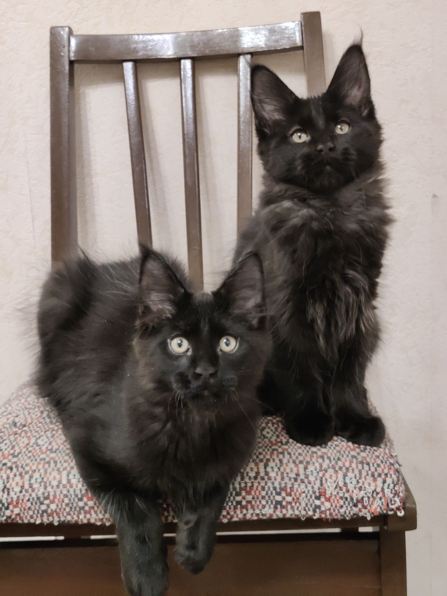 Мальчики Мейн Кун.