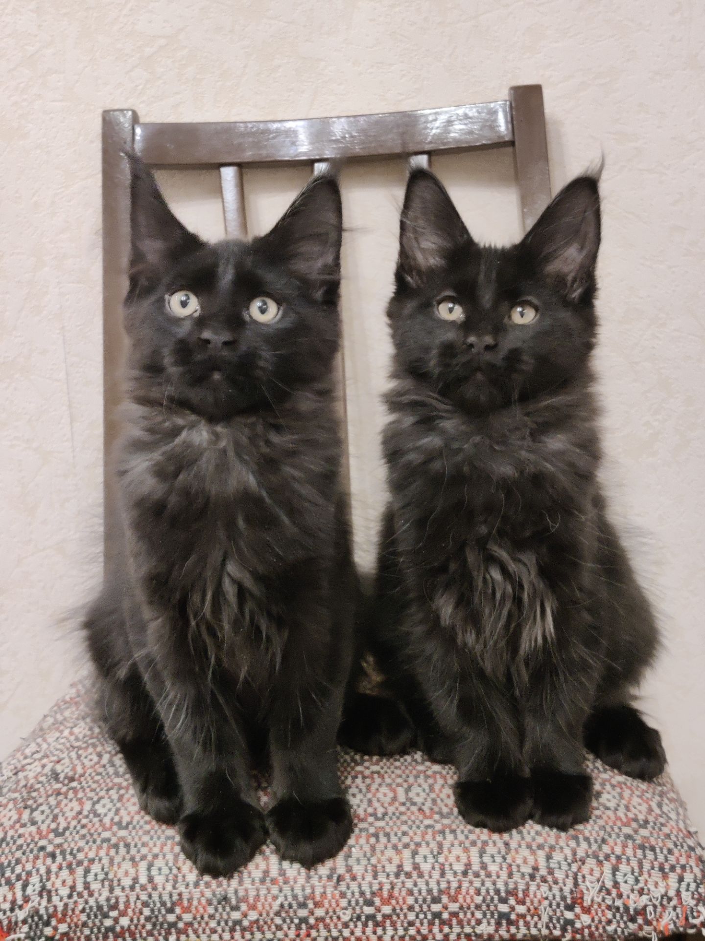 Мальчики Мейн Кун.