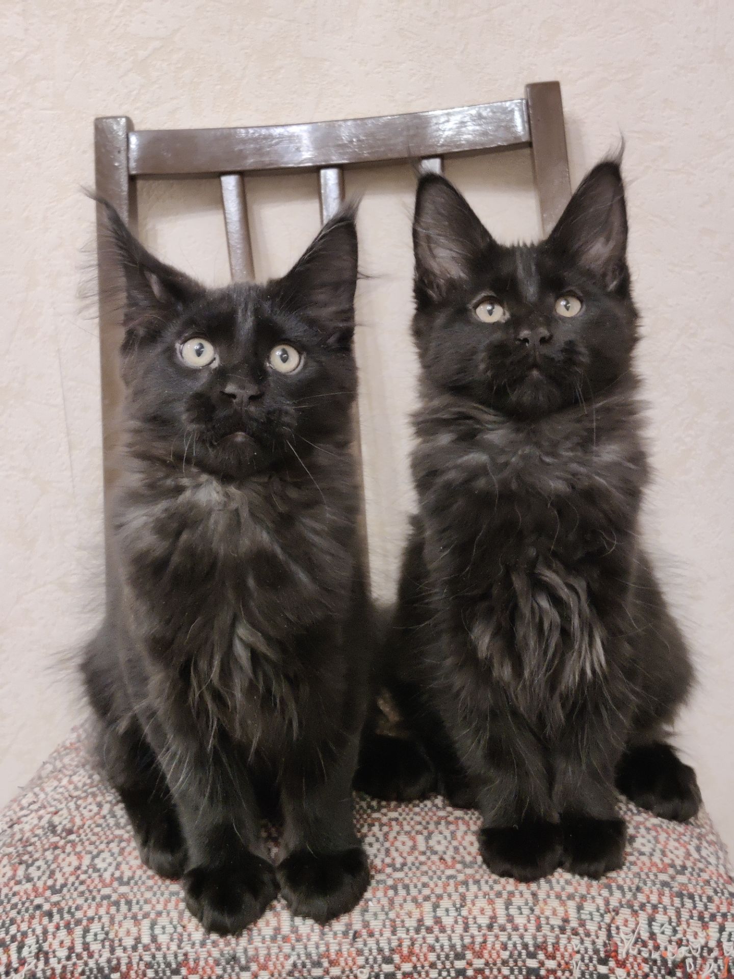 Мальчики Мейн Кун.