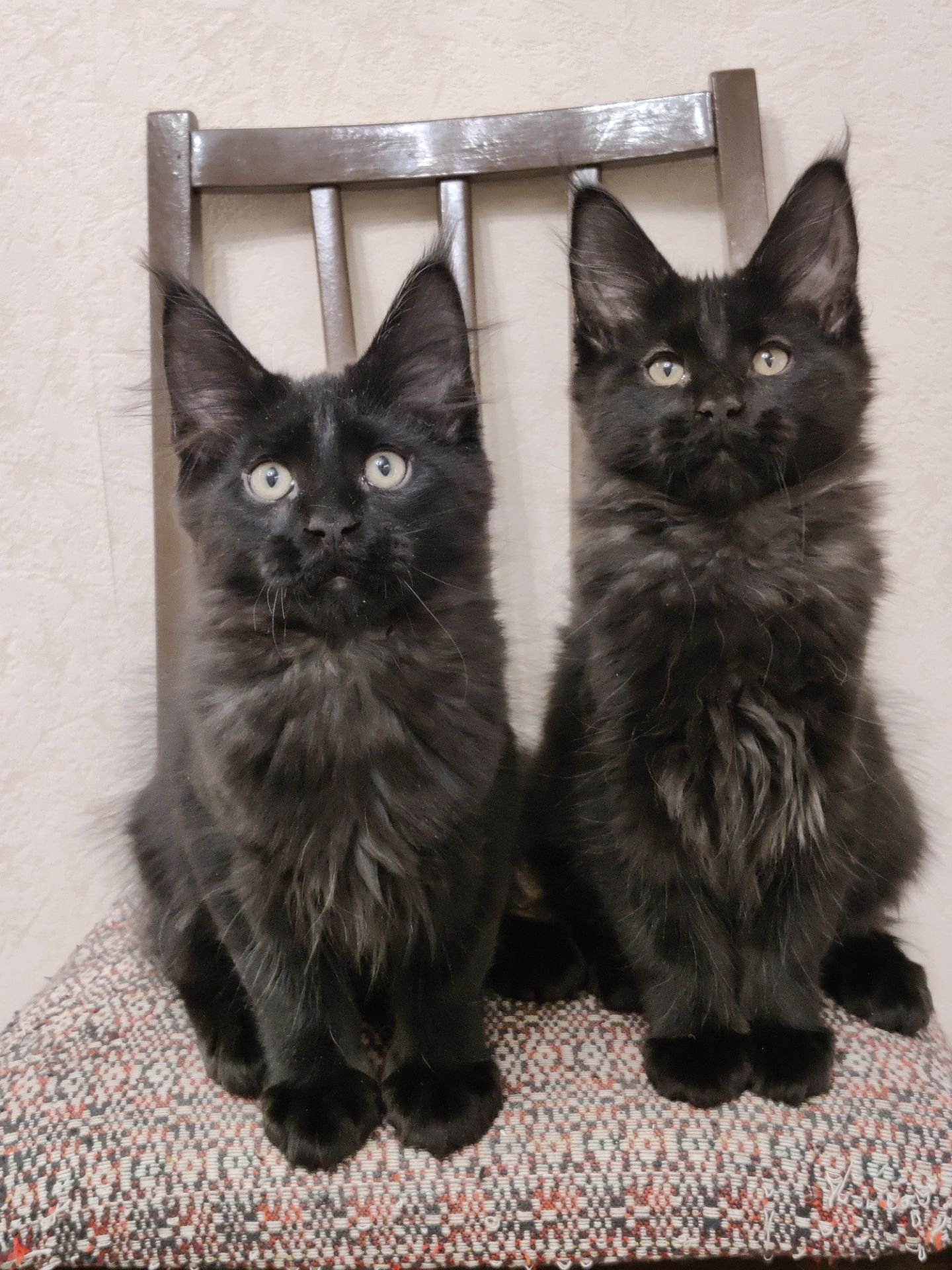 Мальчики Мейн Кун.