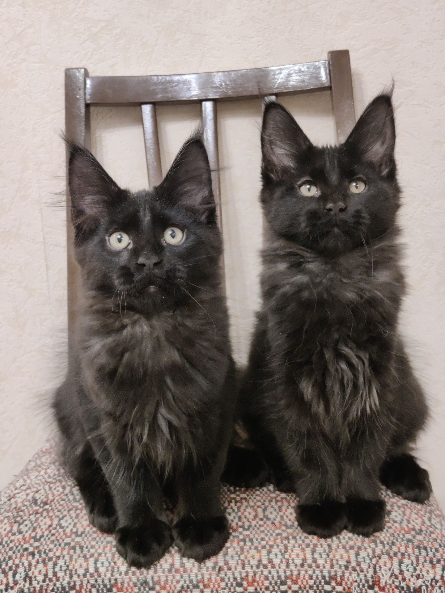 Мальчики Мейн Кун.