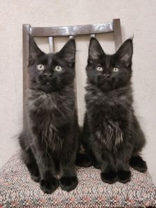 Мальчики Мейн Кун.