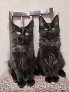 Мальчики Мейн Кун.