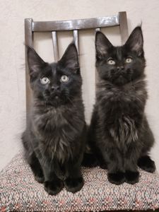 Мальчики Мейн Кун.