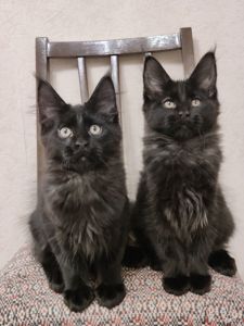 Мальчики Мейн Кун.