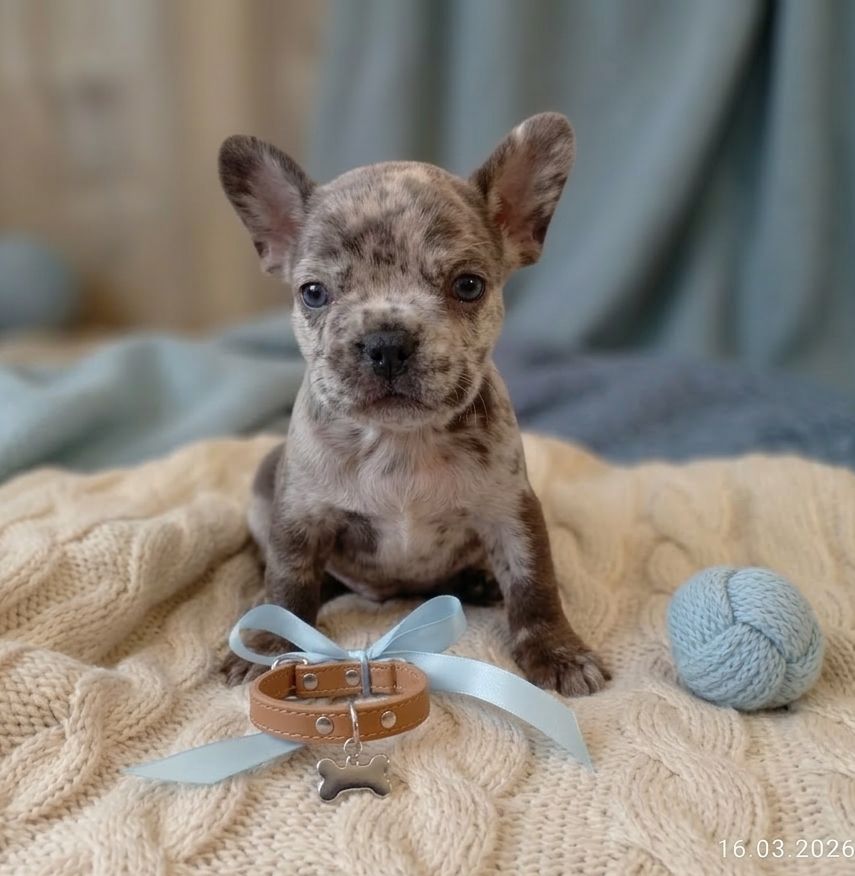 Цуценята французького бульдога