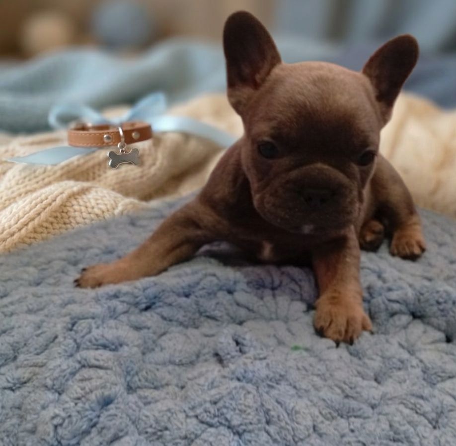 Цуценята французького бульдога