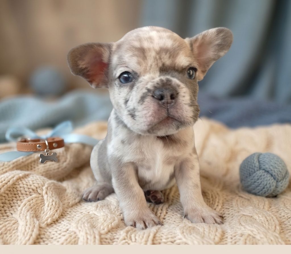 Цуценята французького бульдога