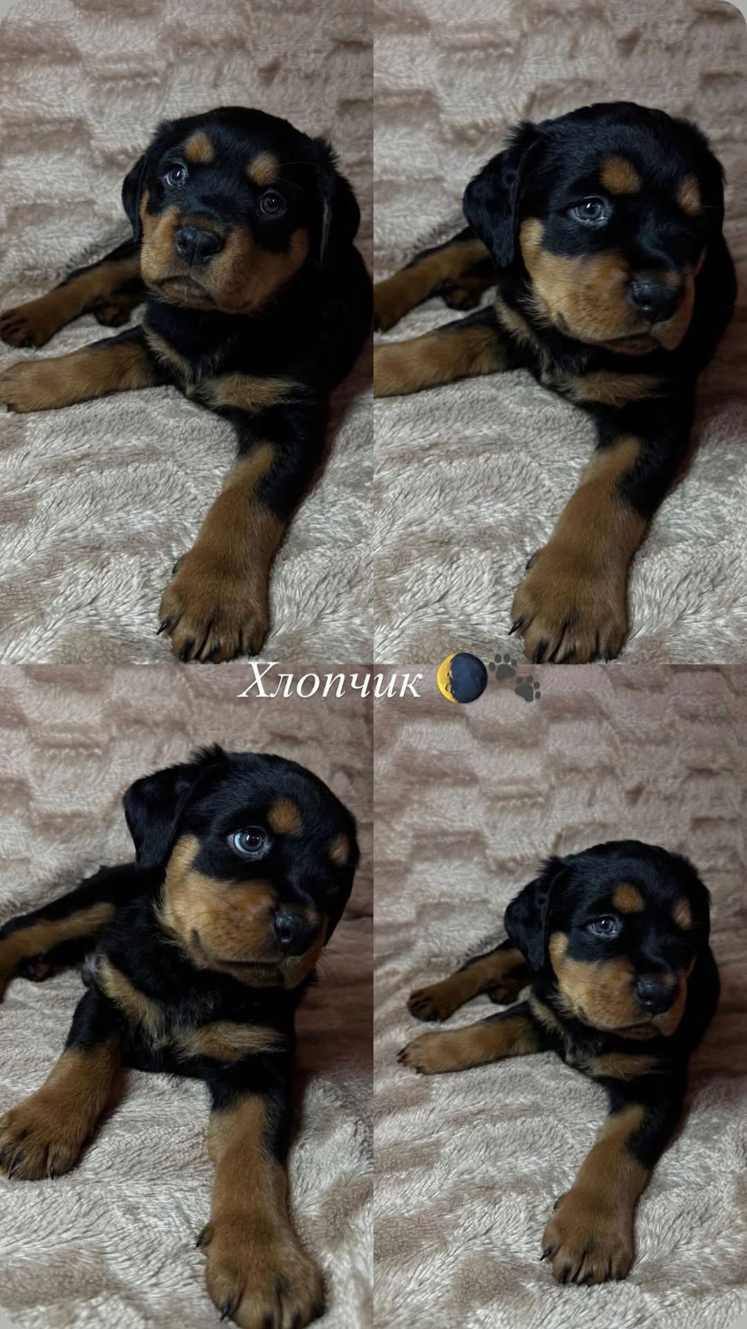 Чистокровні цуценята ротвейлера – для люблячої родини
