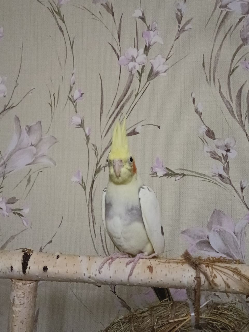 Папуга Рокі