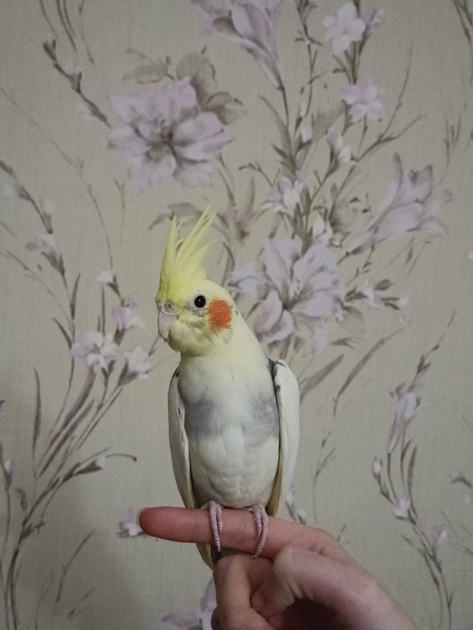 Папуга Рокі