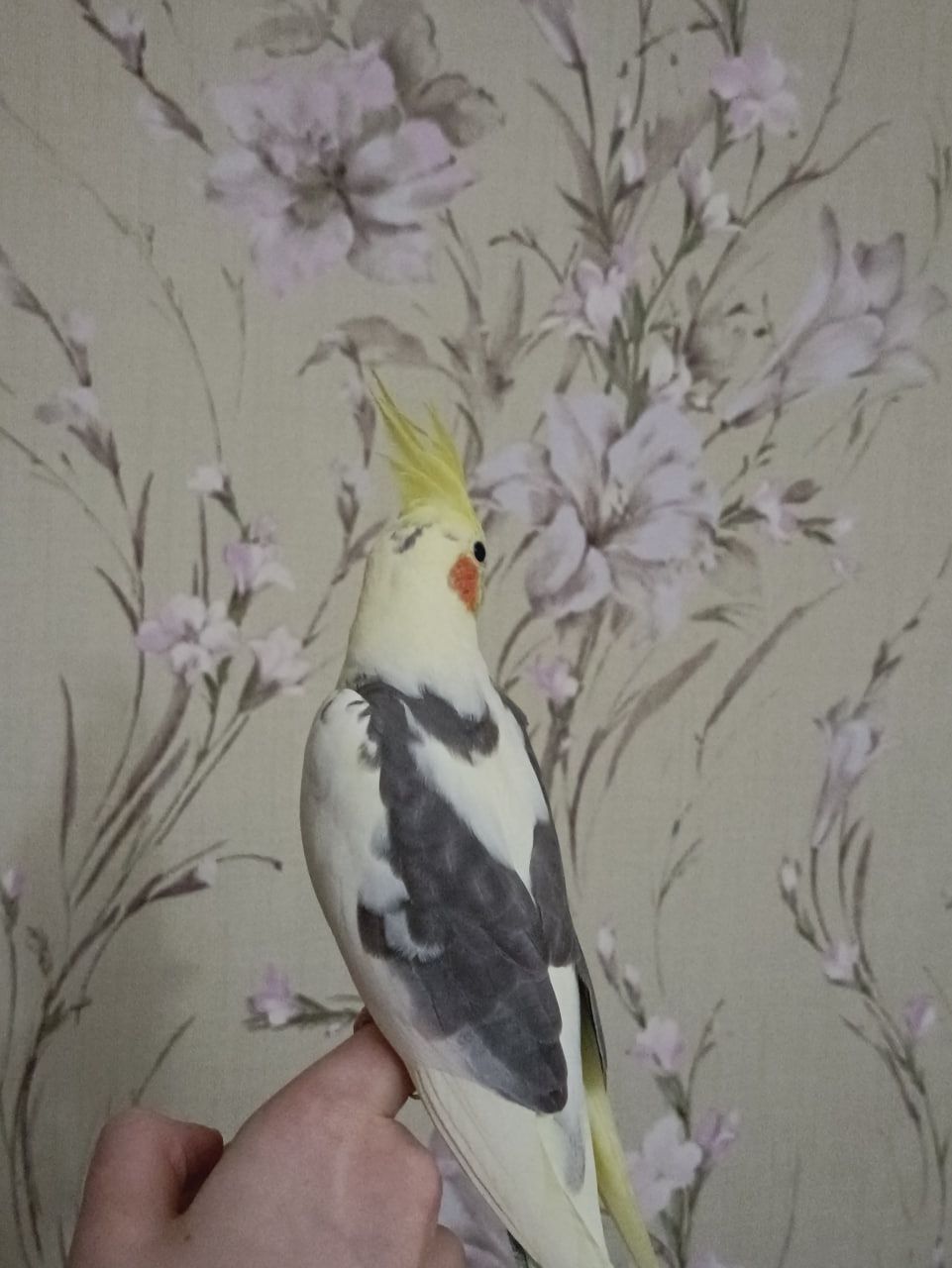 Папуга Рокі