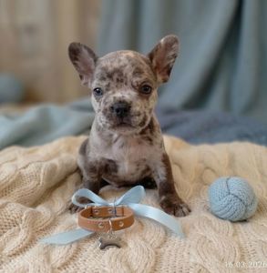 Цуценята французького бульдога