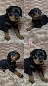Чистокровні цуценята ротвейлера – для люблячої родини