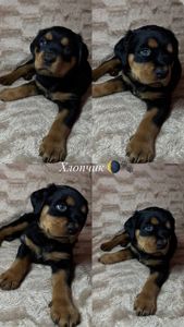 Чистокровні цуценята ротвейлера – для люблячої родини