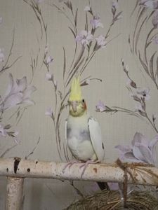 Папуга Рокі