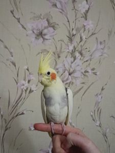 Папуга Рокі