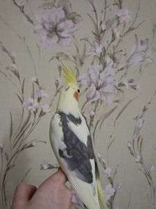 Папуга Рокі