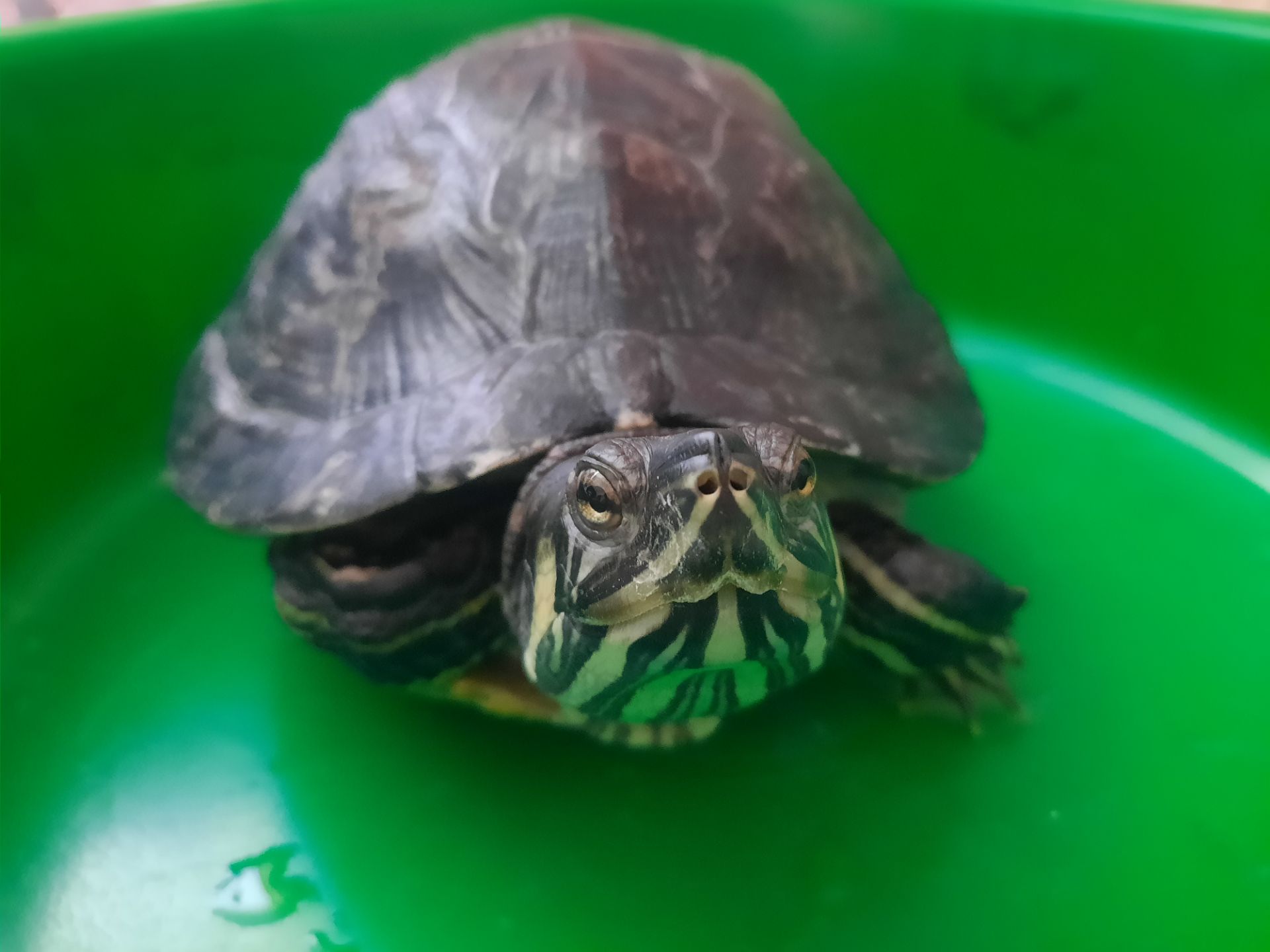 Червоновуха черепаха