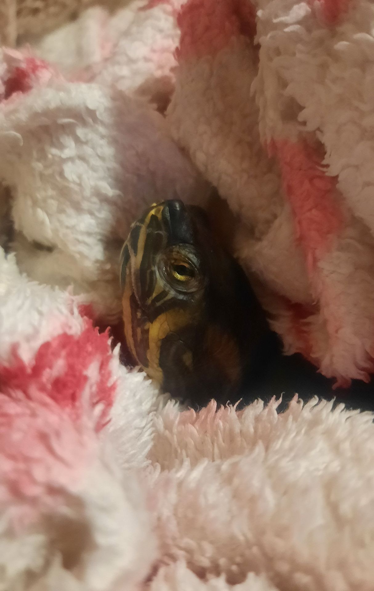 Червоновуха черепаха