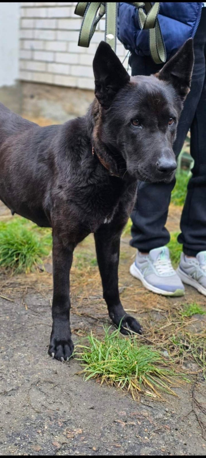 Метис чорної вівчарки