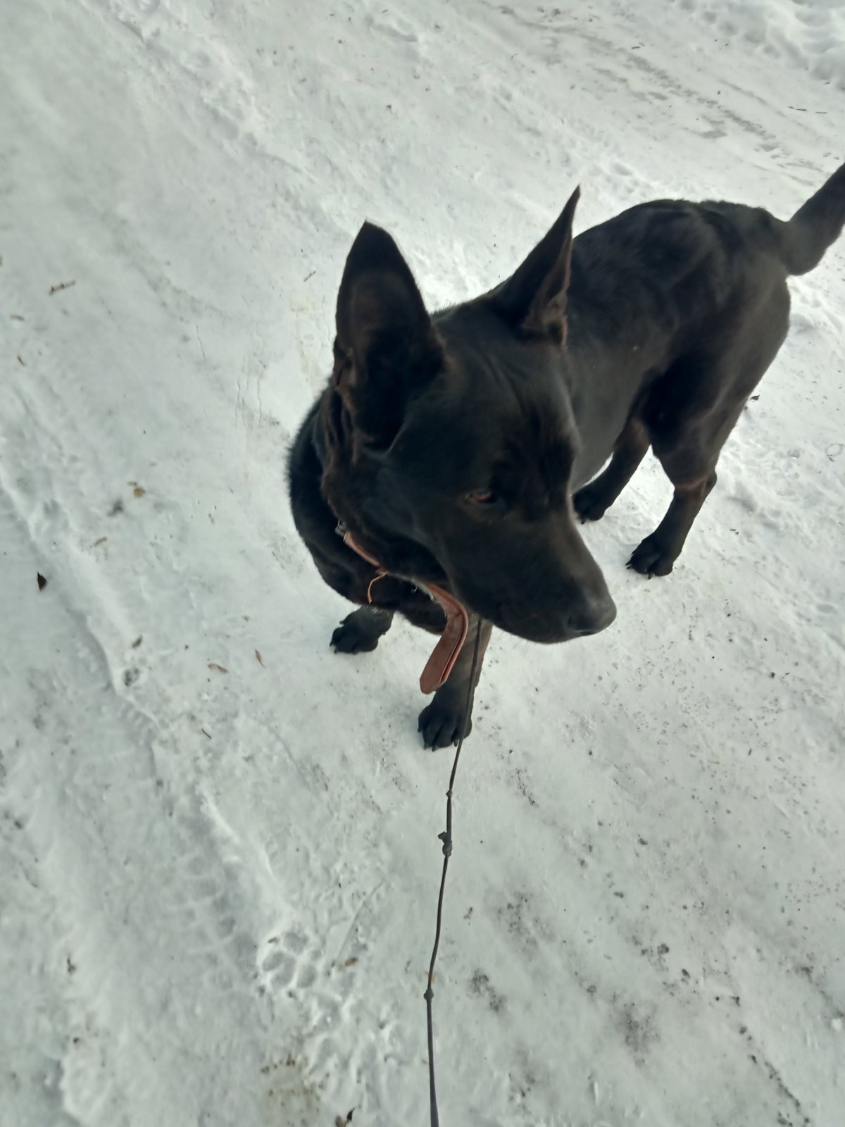 Метис чорної вівчарки