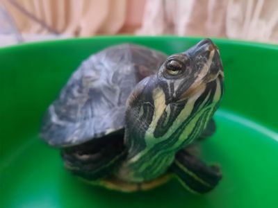 Червоновуха черепаха