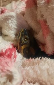 Червоновуха черепаха